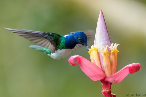 White necked jacobin ecuador 8