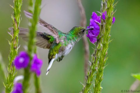 White tailed emerald costa rica 2