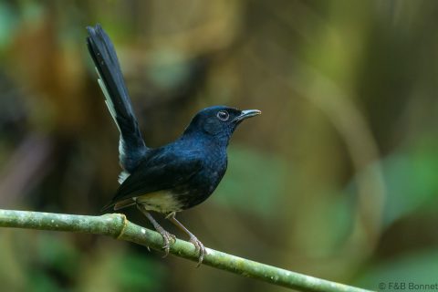 White vented shama philippines 3