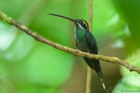 White whiskered hermit ecuador 1