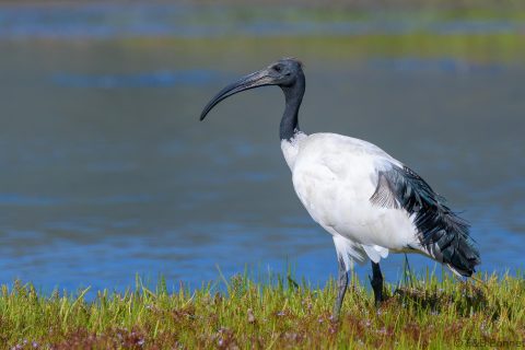 African sacred ibis south africa 2