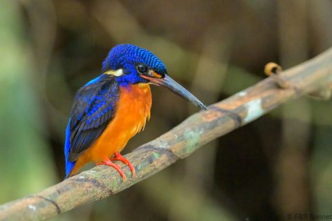 Blue eared kingfisher philippines 2