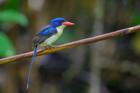 Common paradise kingfisher indonesia 3