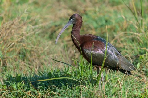 Glossy ibis spain 1