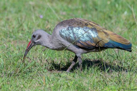 Hadeda ibis south africa 3