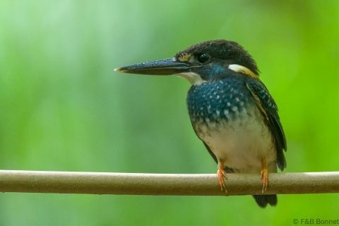 Malaysian blue banded kingfisher thailand 2