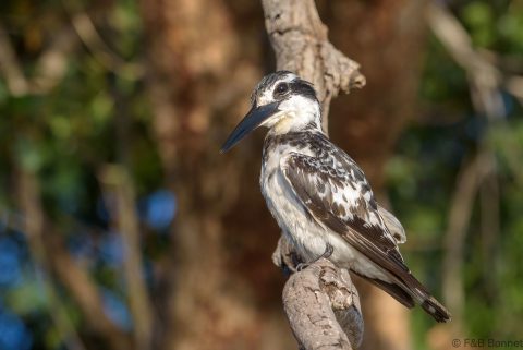 Pied kingfisher botswana 2