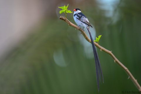 Pin tailed Whydah South Africa