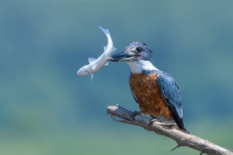Ringed kingfisher costa rica 1