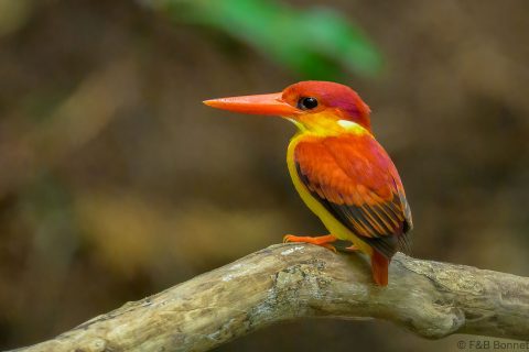 Rufous backed dwarf kingfisher philippines 1