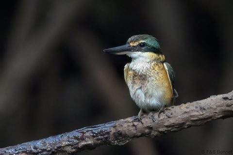 Sacred kingfisher indonesia 1