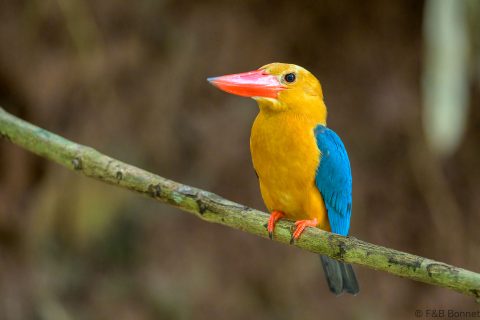 Stork billed kingfisher philippines 5