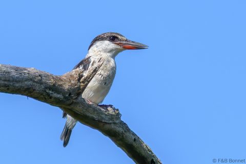 Striped kingfisher south africa 1