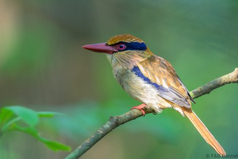 Sulawesi lilac kingfisher indonesia 2