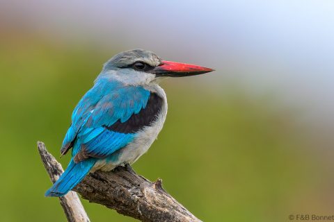 Woodland kingfisher south africa 1