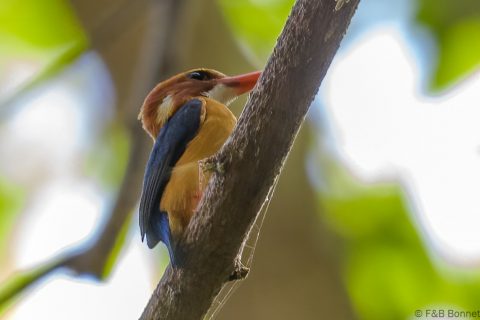 African pygmy kingfisher senegal 1