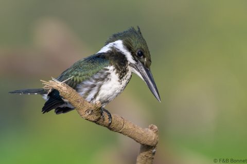 Amazon kingfisher costa rica 1