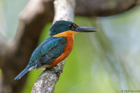 American pygmy kingfisher costa rica 1