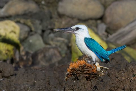 Beach kingfisher indonesia 1