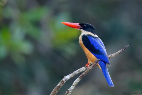 Black capped kingfisher thailand 2