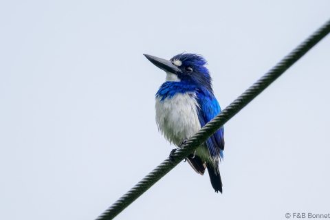 Blue and white kingfisher indonesia 1