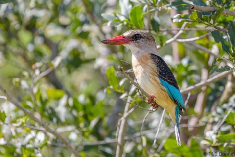 Brown hooded kingfisher south africa 4