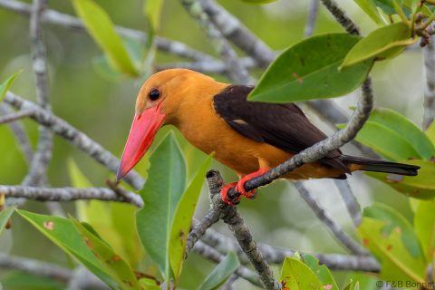 Brown winged kingfisher thailand 2