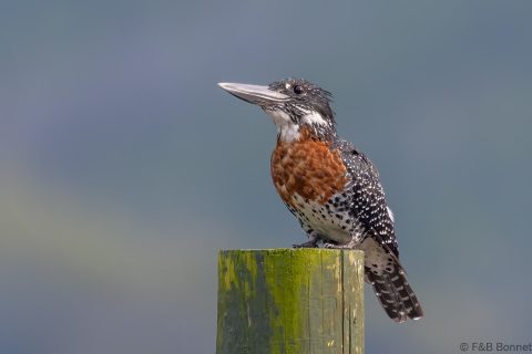 Giant kingfisher south africa 2