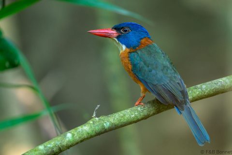 Green backed kingfisher indonesia 1