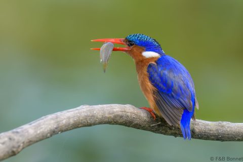Malachite kingfisher south africa 5