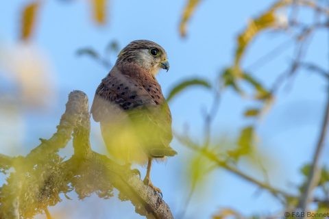 Malagasy kestrel madagascar 2