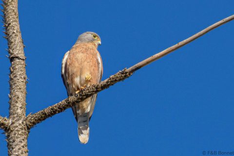 Rock kestrel south africa 3
