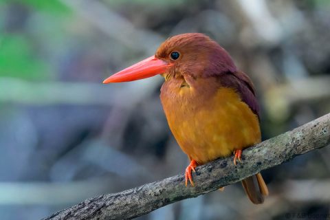 Ruddy kingfisher indonesia 1