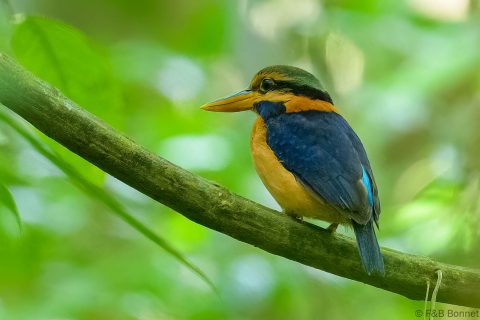 Rufous collared kingfisher thailand 3