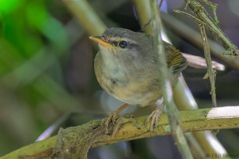 Aberrant bush warbler indonesia 1