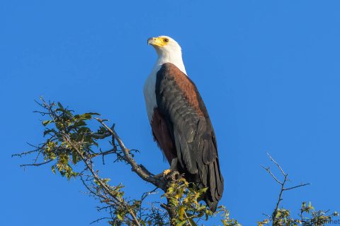 African fish eagle botswana 1