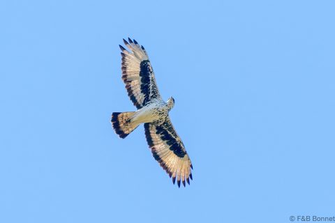 African hawk eagle south africa 1