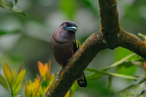 Banded broadbill indonesia 2