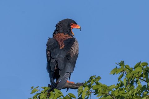 Bateleur south africa 1