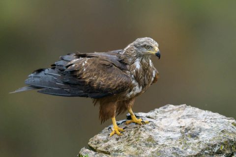 Black kite spain 1