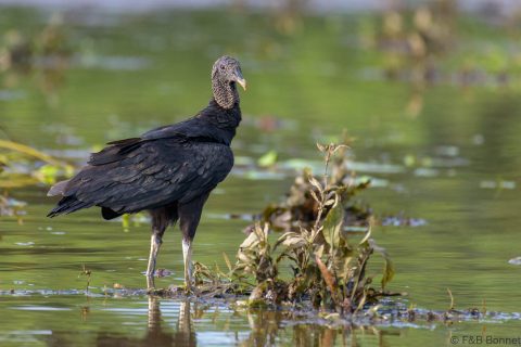 Black vulture costa rica 3