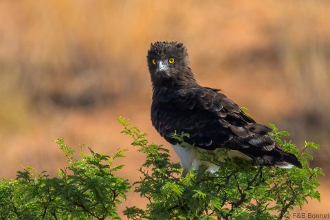 Black chested snake eagle south africa 3