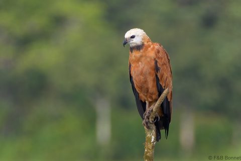 Black collared hawk costa rica 1