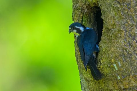 Black thighed falconet indonesia 1