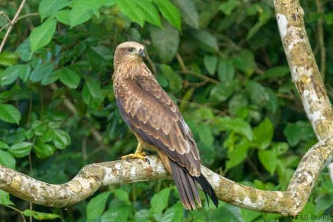 Brahminy kite thailand 4
