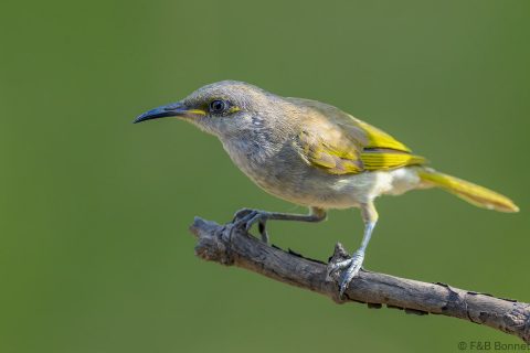 Brown honeyeater indonesia 1