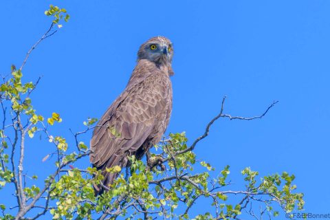 Brown snake eagle south africa 4