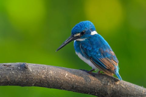 Cerulean kingfisher indonesia 1