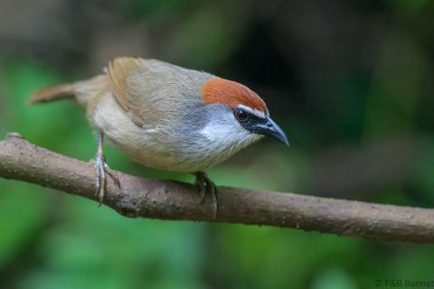 Chestnut capped babbler indonesia 5