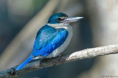 Collared kingfisher thailand 1